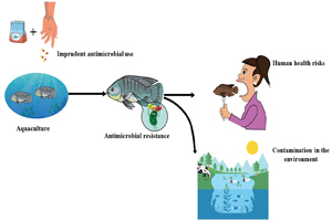 How antibiotics used in fish affect human health