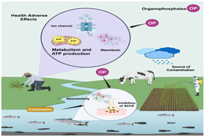 How insecticides used in aquaculture affect human health